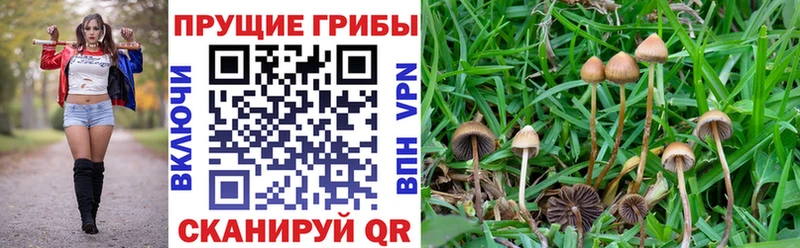 Купить  Тамбов  Галлюциногенные грибы Psilocybe 
